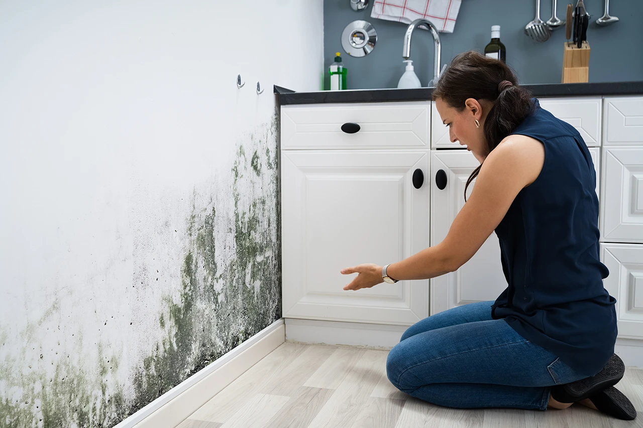 Mold Inspection Services